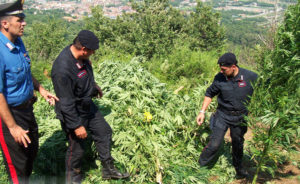 piantagioni di marijuana carabinieri