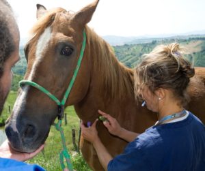 IZSAM_Veterinaria_Allevamento