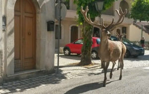 Cervo a passeggio a Villetta Barrea Parco Nazionale d'Abruzzo