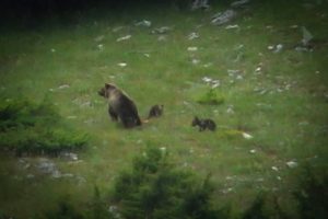 mamma orso orso due cuccioli