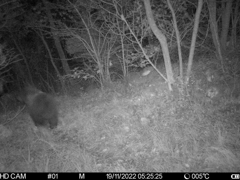 Orso Bruno Marsicano Avvistato Nel Parco Sirente Velino Per Noi