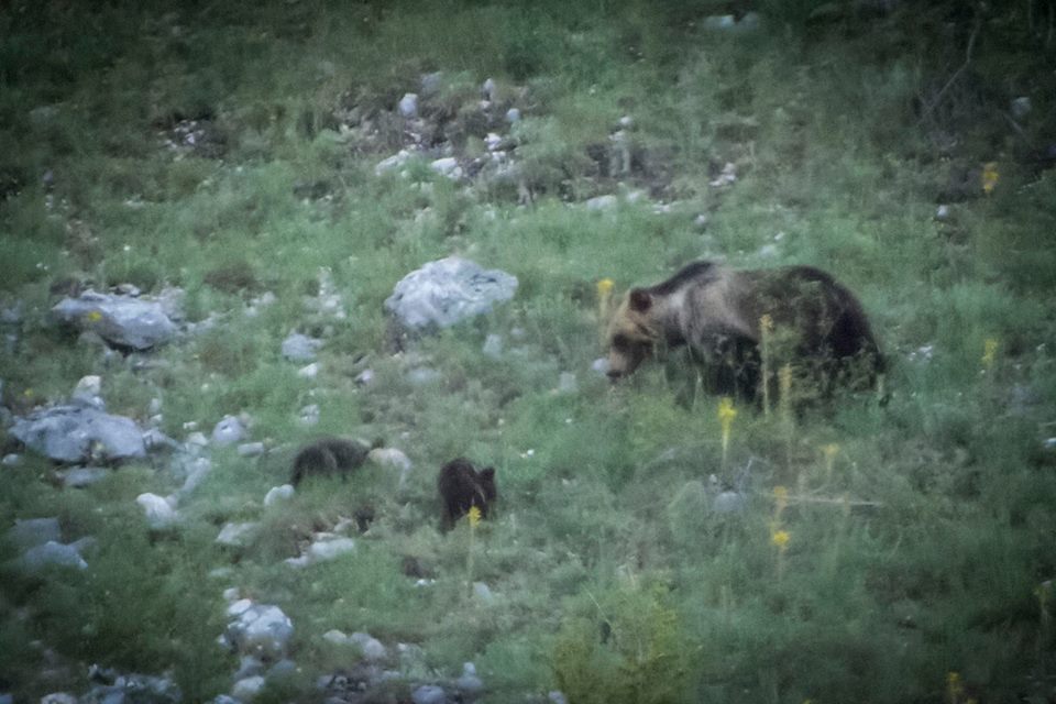 Avvistati nel Parco Nazionale due cuccioli dell’anno insieme a mamma orsa