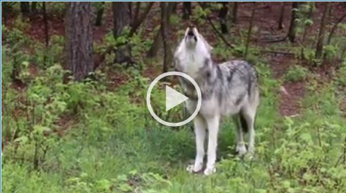 I lupi ululano nel bosco. L’uccisione programmata potrebbe scatenare aggressività:  cacciatori contrari