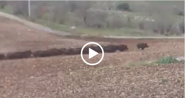 #Cinghiali: Coldiretti chiede tavolo di emergenza sociale per difendere persone e aziende agricole (Video)