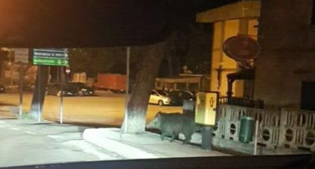 Cinghiale avvistato nel centro della città, la foto è virale sui social mentre l’emergenza continua
