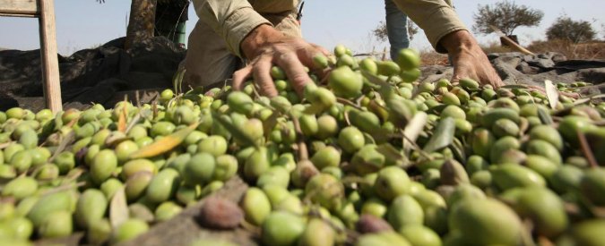 Selezionati gli otto finalisti abruzzesi che parteciperanno al prestigioso concorso olivicolo Ettore Olivario