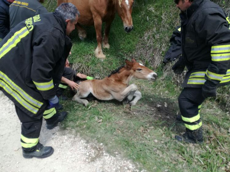 Cavalla attira l’attenzione di un gruppo di ciclisti e permette di salvare il suo puledrino caduto in una voragine