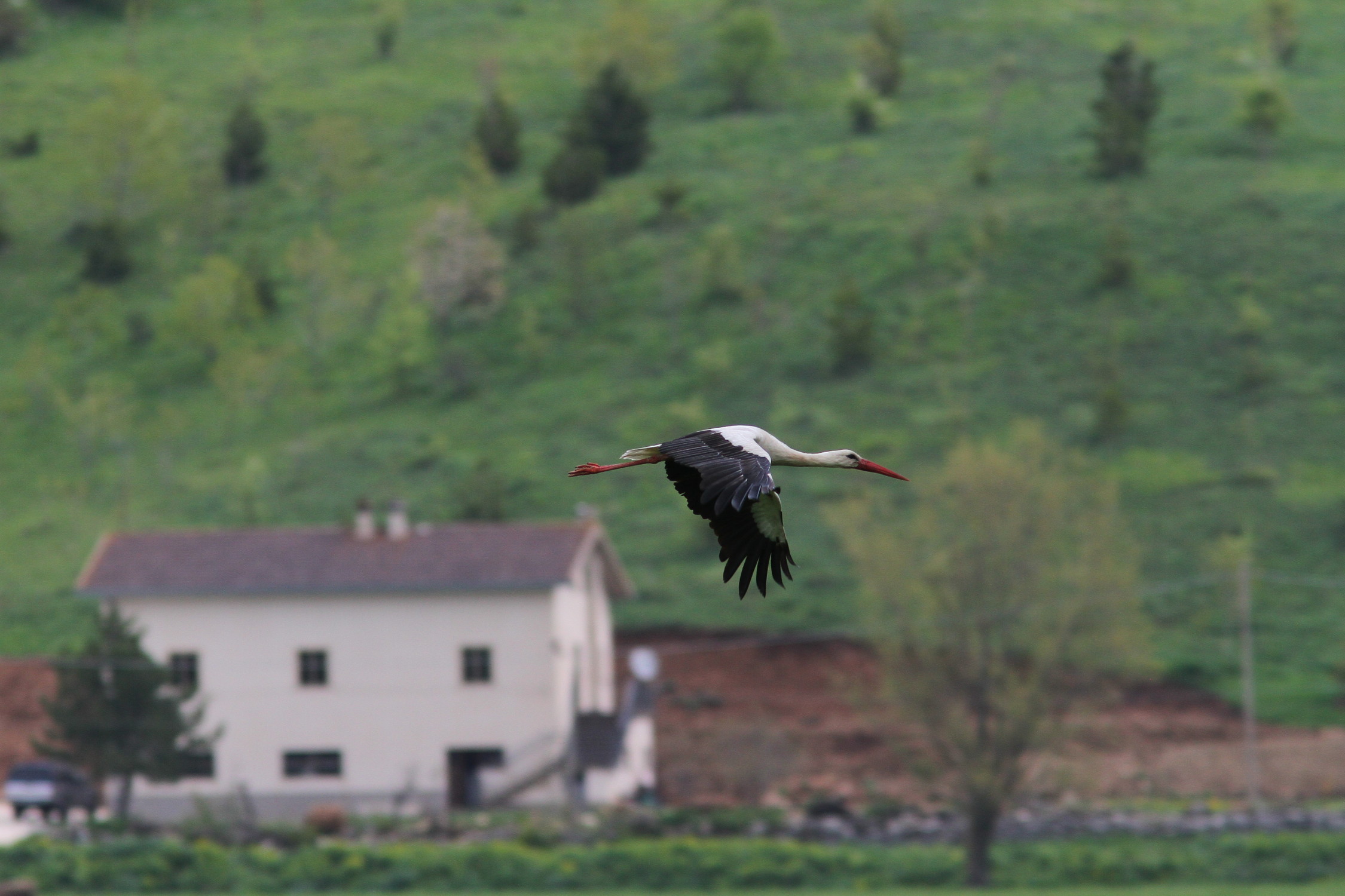 Stormo di cicogne bianche avvistato sugli altipiani d’Abruzzo mentre migrano verso l’Africa