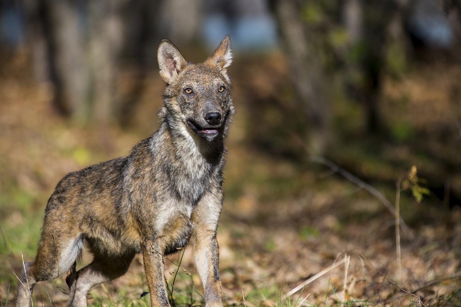 Nasce l’area faunistica dei lupi ibridi nell’oasi WWF “riserva naturale Lago di Penne”