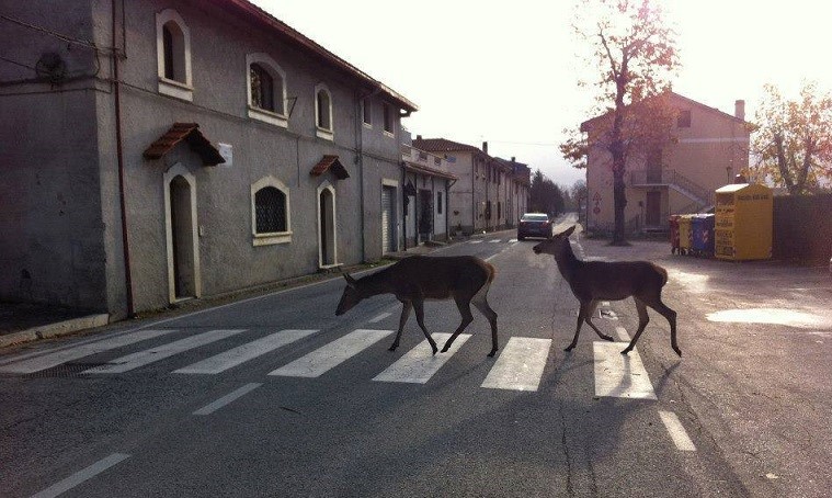 Ecco i Beatles d’Abruzzo, cervi sulle strisce pedonali “imitano” la famosa band di Liverpool