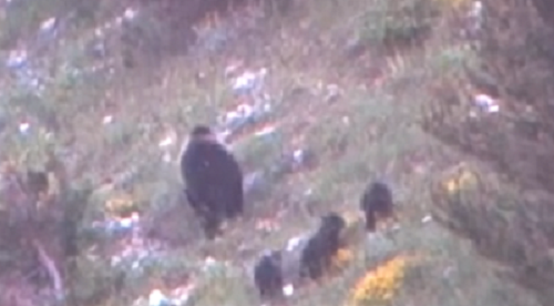 Cicogna nel Parco della Majella, avvistata mamma orsa con tre cuccioli nati quest’anno (Video)