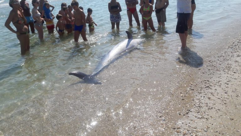 bicicletta brutta da spiaggia