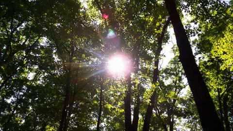 Paura dell’albero cattivo? Architetti agronomi e forestali a difesa del patrimonio arboreo delle nostre città
