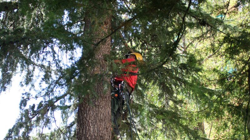 Ennesima segnalazione di taglio di alberi a Chieti, la denuncia del Wwf: bisogna tutelare e regolare il verde