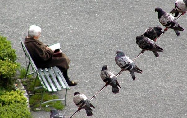 Allontanamento di piccioni con rapaci, al via le operazioni nel Comune di Controguerra