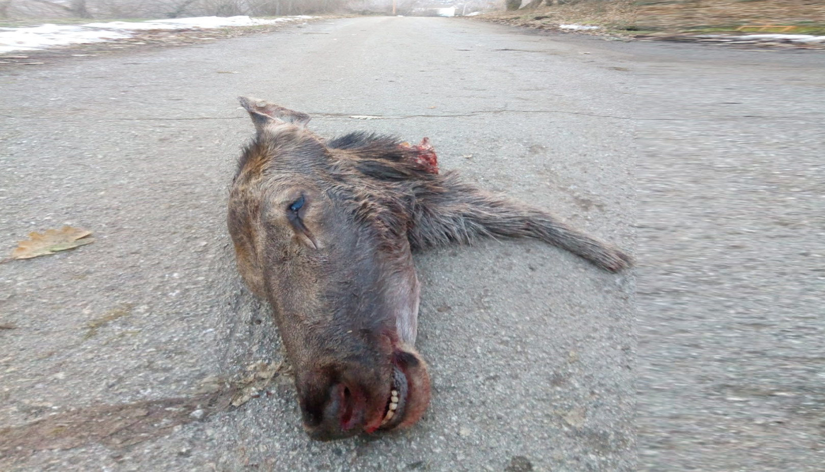 Cervo ucciso dai bracconieri e decapitato, gesto di inciviltà che ha suscitato l’indignazione generale