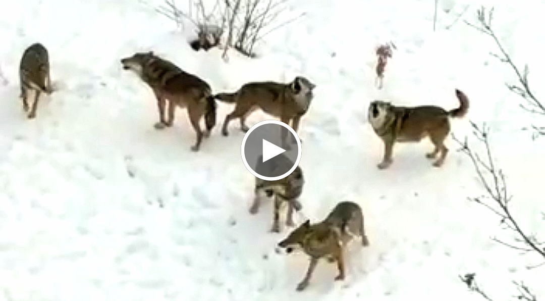 L’impressionante ululato dei lupi in branco filmato in un’area faunistica tra le montagne abruzzesi (Video)