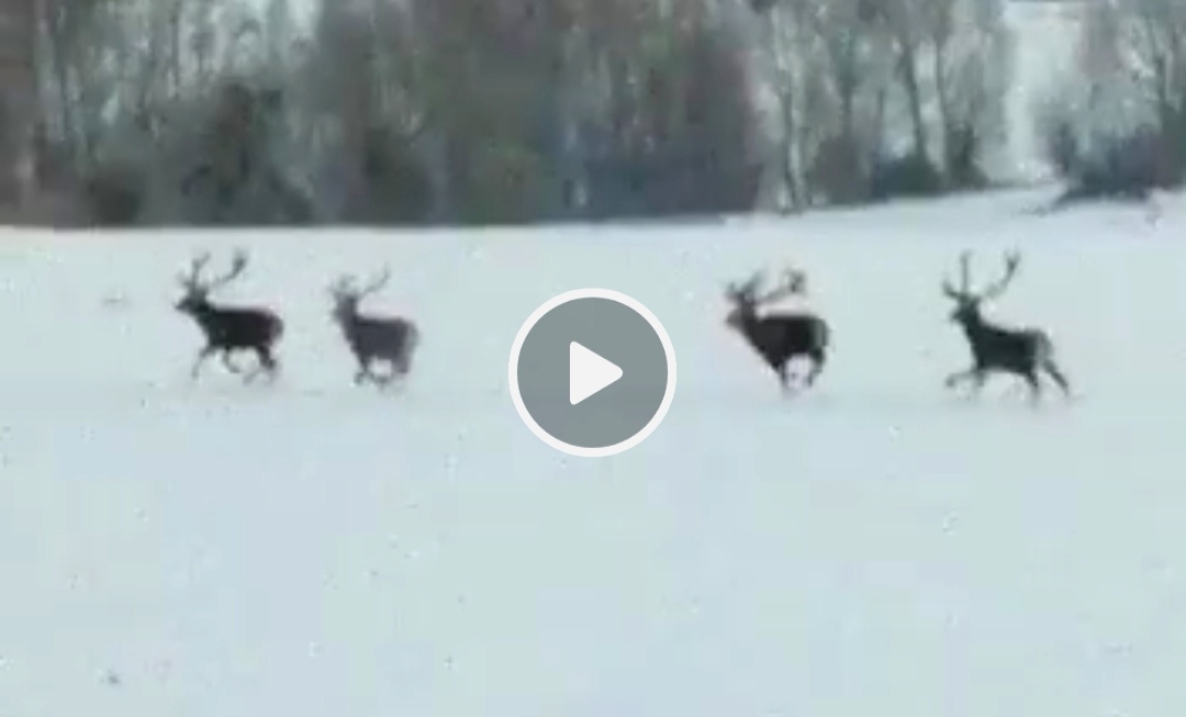 La folle corsa dei cervi sulla neve, spettacolo meraviglioso per alcuni automobilisti (Video)