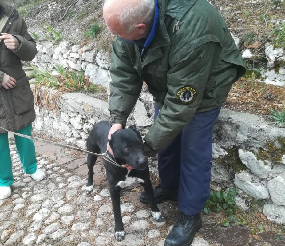 Ritrova il padrone dopo 3 anni da randagia, la storia di Laila commuove l’Abruzzo. In lacrime il proprietario (video-foto)
