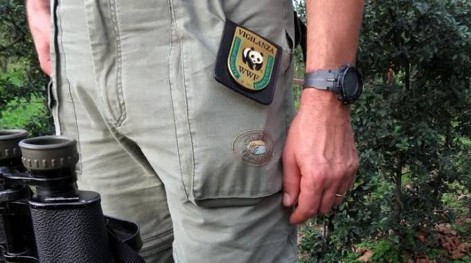 Legge regionale sul settore forestale, Wwf Abruzzo: si a vera semplificazione, non alla deregulation