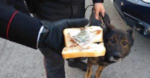 cane pastore tedesco