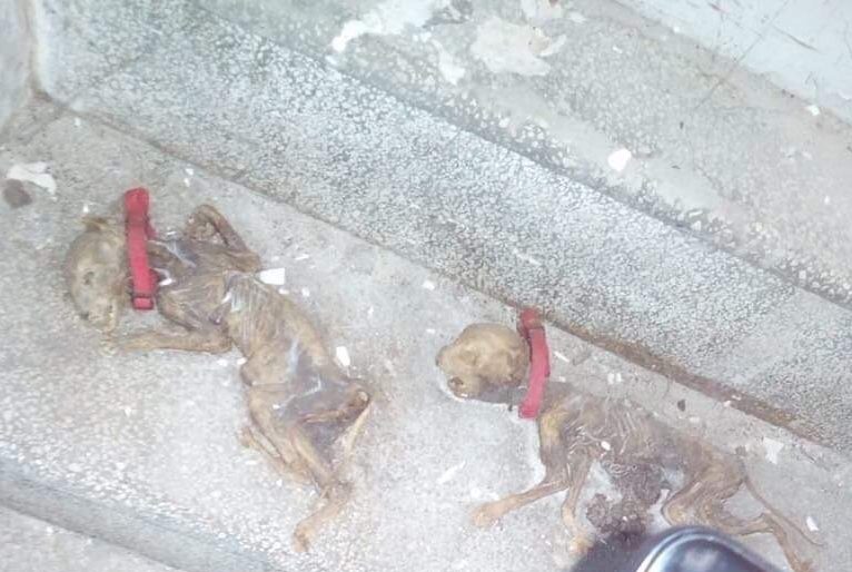 Animali morti e gatti abbandonati, il partito animalista: ecco cosa nasconde l’ex manicomio di Teramo