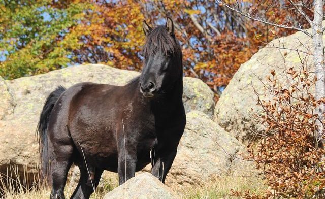 A Sulmona 6 cavalli al pascolo per pulire parco, zona chiusa perché inagibile. In futuro impiegato gregge