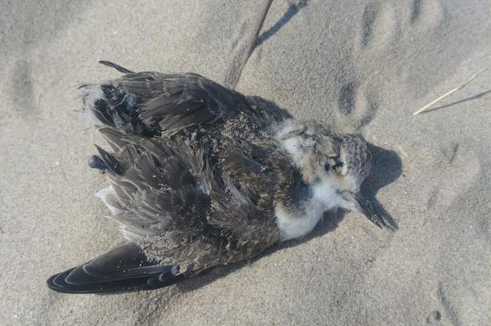 Ennesimo raid nella riserva del Borsacchio, trovati resti di un pullo di fratino azzannato da un cane