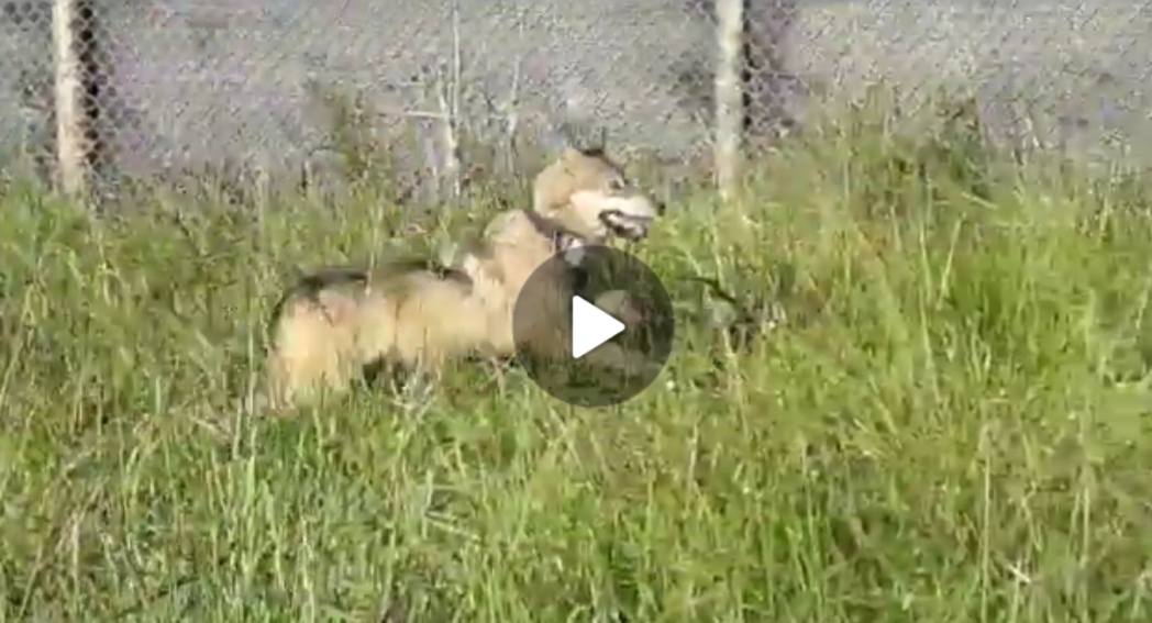 Ecco Creta, la lupa ibrida di prima generazione scoperta sui Monti della Laga: la sua storia (foto e video)