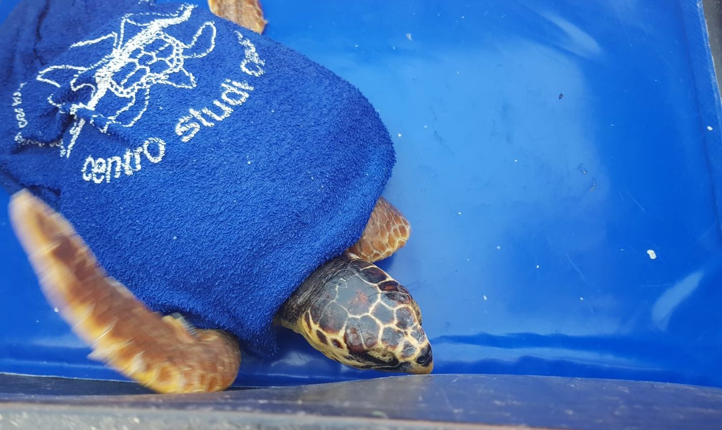 Roseto si ferma per salutare il ritorno alla libertà di Xena, oltre 700 turisti in spiaggia per la tartaruga