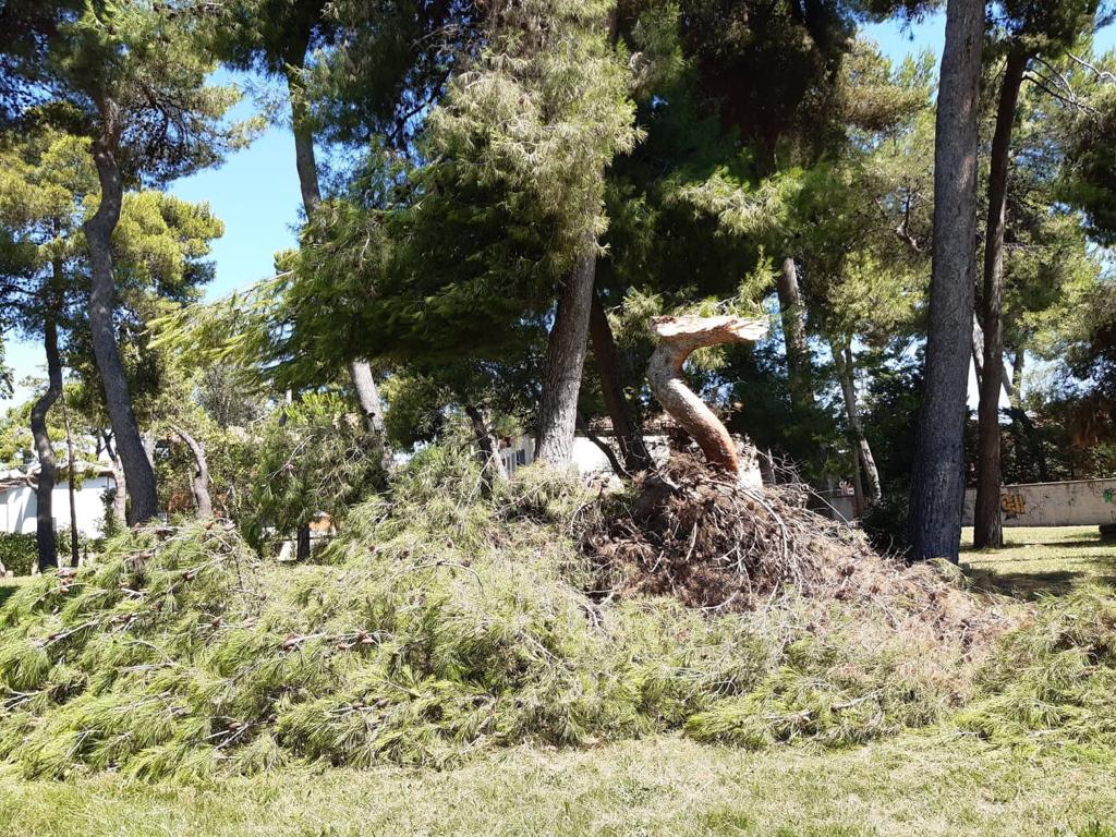 Giulianova, tagliati sei pini nel parco Cerulli. L’assessore Taralli: rischiavano di cadere, intervento necessario