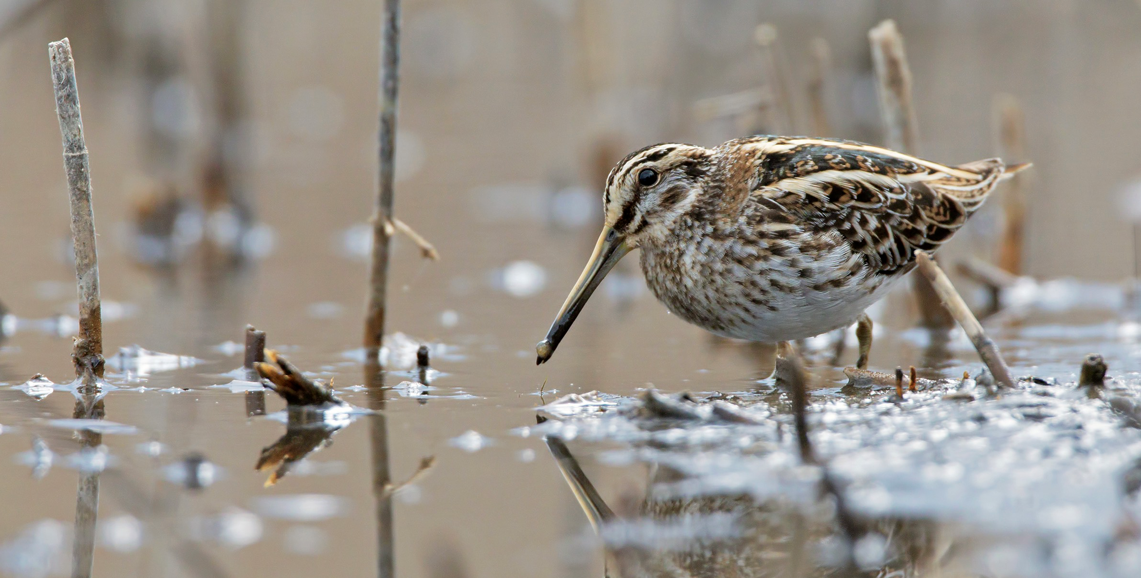 Caccia in Abruzzo, la SOA: la Giunta Marsilio si schiera contro i principi di tutela e di conservazione della fauna