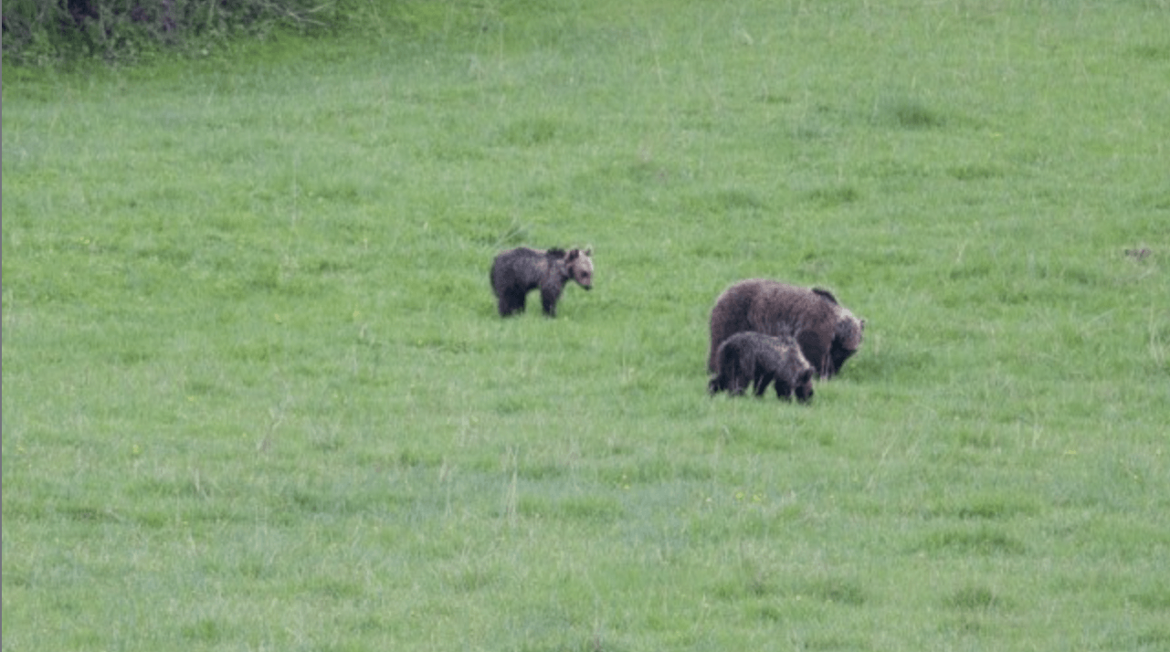 L’orsa Sebastiana e i suoi cuccioli dispersi, il WWF: più rispetto per gli animali, inseguire l’orso è inutile e codardo