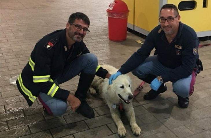 Pastore abruzzese disperso salvato dalla Polizia e riconsegnato al proprietario