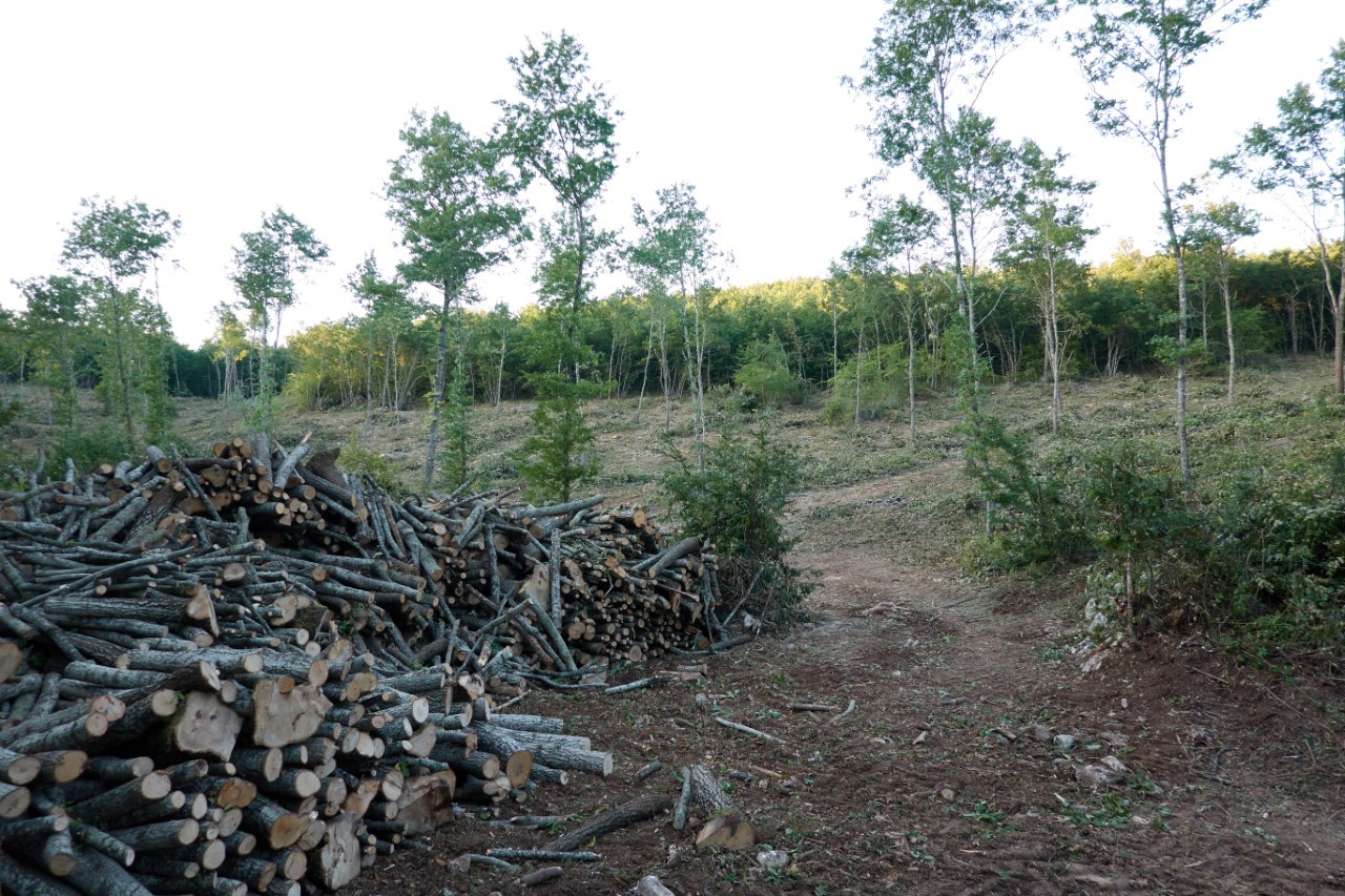 Associazione ‘Salviamo l’Orso’: scandaloso taglio boschivo a Cansano che metterà in difficoltà gli orsi marsicani