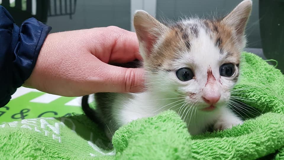 Gattine incastrate in un canale nel porto di Ortona, salvate da Lida e vigili del fuoco: ora cercano casa