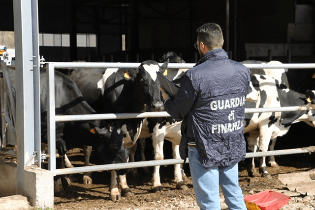 Sale degustazioni e strutture hi-tech al posto delle stalle con i fondi dell’Europa, maxi sequestro delle Fiamme gialle