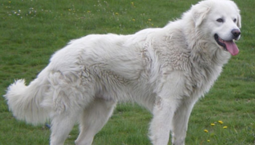 Veglia per tre giorni e tre notti l'anziano padrone deceduto: il cane ...