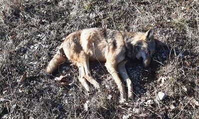 Chieti, trovato lupo morto vicino al centro abitato. Forestale: presenza in aree periurbane non deve allarmare