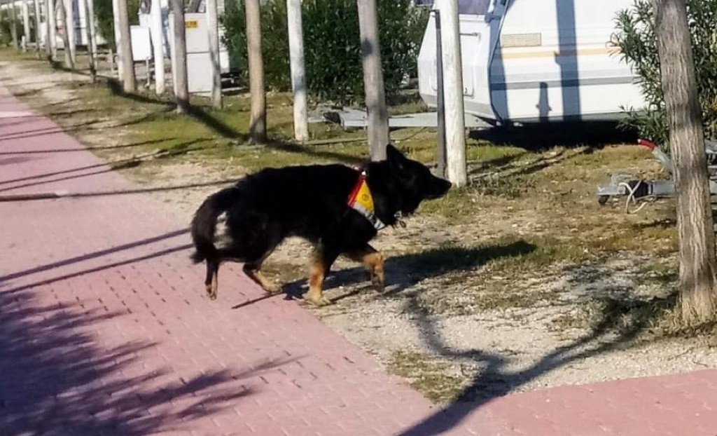 Scappa di casa in bici e passa la notte fuori, giovane di Pineto rintracciato grazie alle unità cinofile