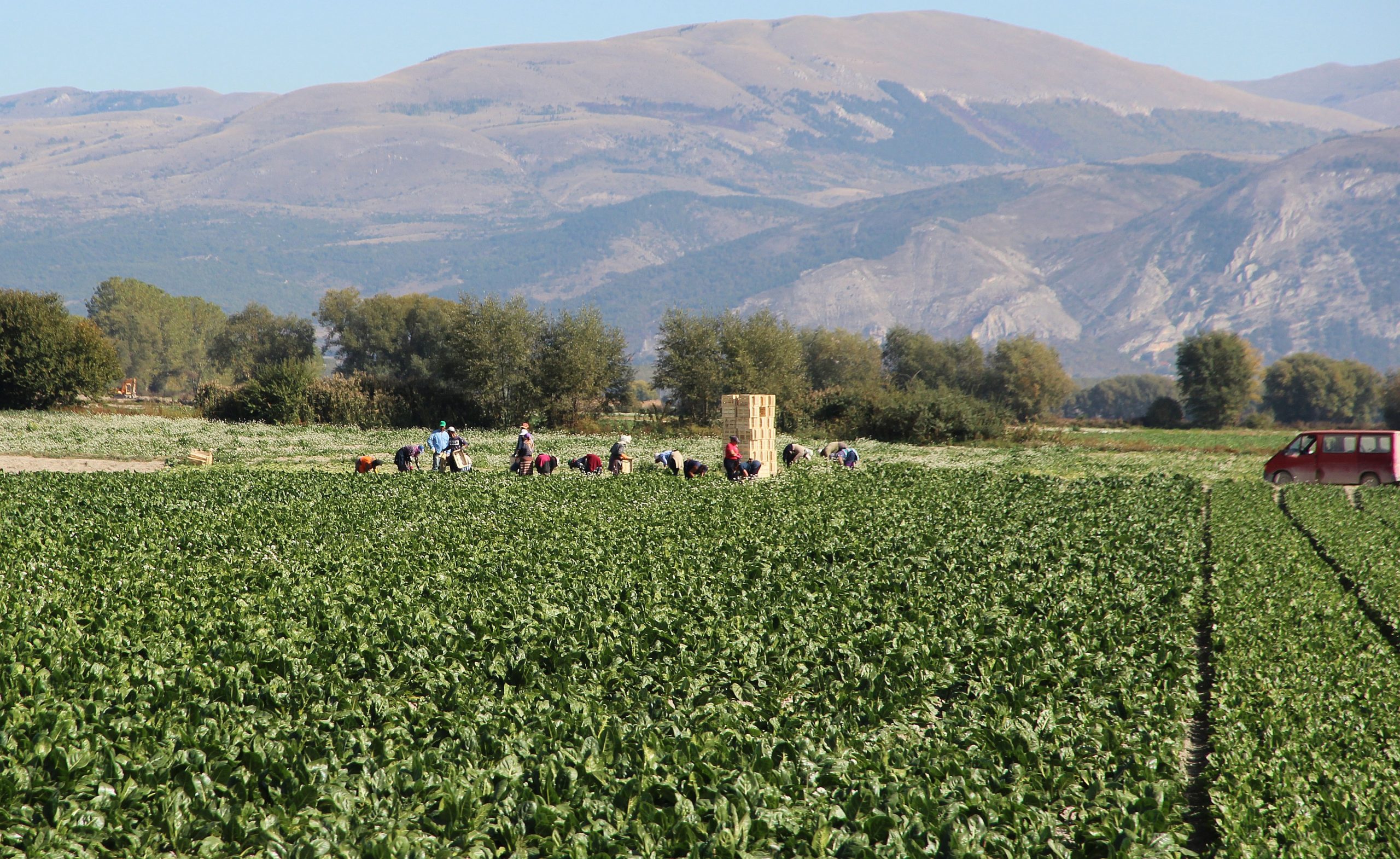 Crisi manodopera nel Fucino, appello al ministro: mandateci italiani con reddito di cittadinanza o cassa integrazione