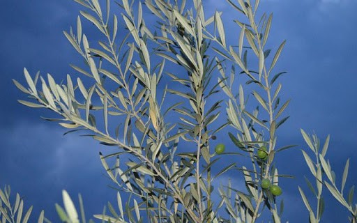 Coronavirus, domenica delle palme in Abruzzo con ulivo a domicilio e da asporto
