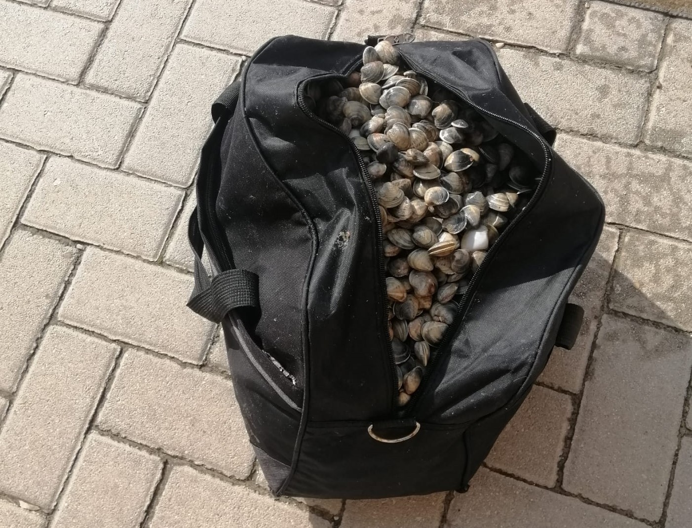 Portava nello scooter 20 chili di vongole per il “mercato nero”: fermato dalla guardia costiera