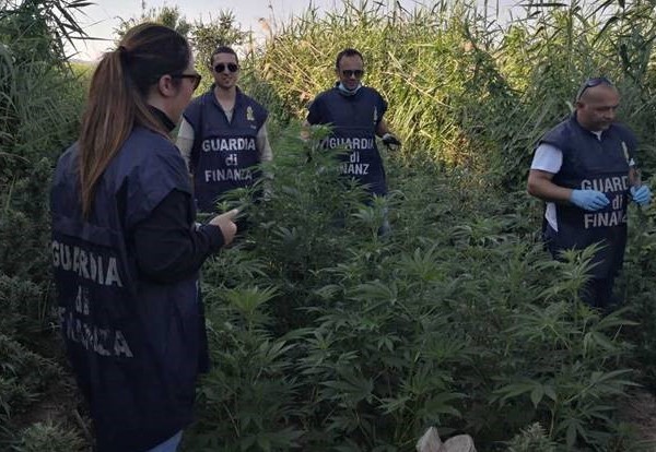 Piantagione di marijuana in Molise scoperta grazie all’elicottero della finanza di Pescara
