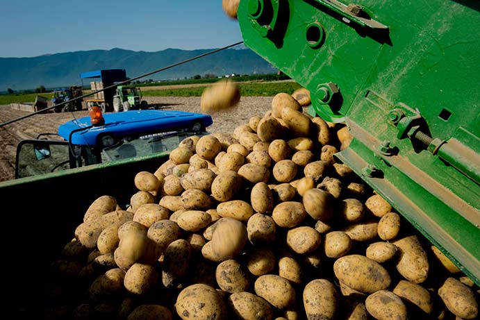 La Regione mette all’asta il centro lavorazione patate, lo sdegno dei sindaci della Marsica