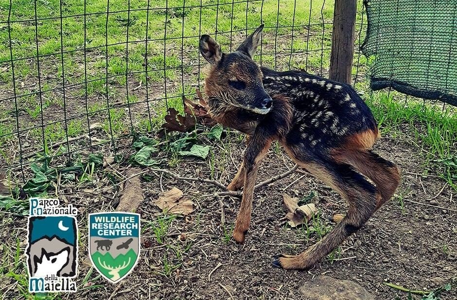 “Non toccate i cuccioli di capriolo, la mamma è vicina”, l’appello del veterinario del Parco
