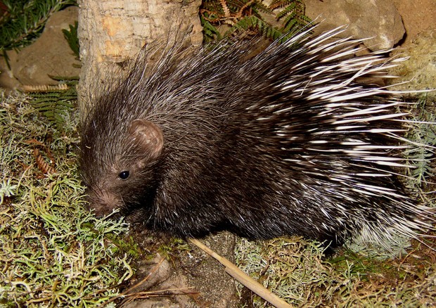 Poliziotti trovano istrice a spasso di notte per Pescara, messo in sicurezza