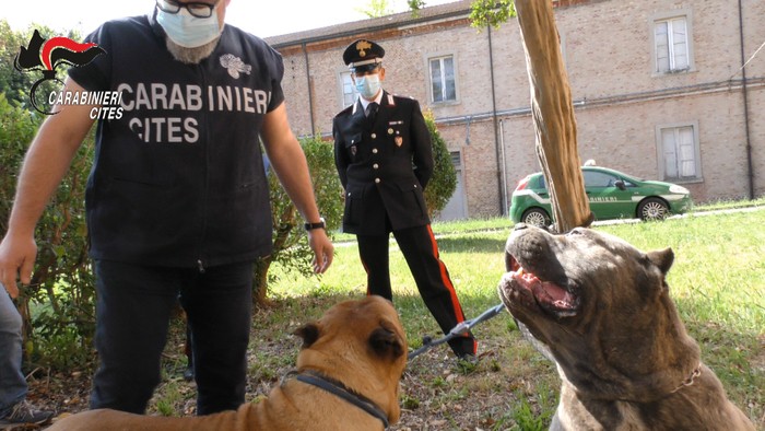Traffico di cuccioli di cane e amputazioni illegali delle orecchie: 29 denunce