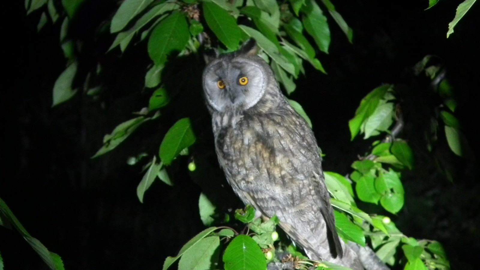 Stazione ornitologica abruzzese: “Non raccogliete gli uccelli che stanno imparando a volare” (FOTO E VIDEO)