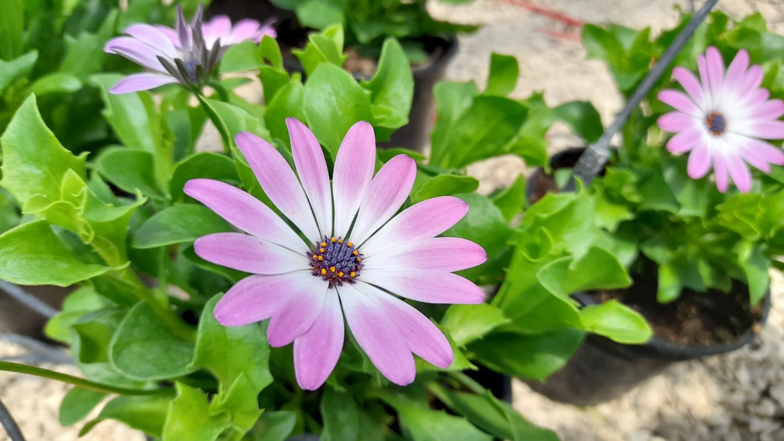 Concorso “Sulmona città in fiore”: in 27 a gareggiare per colorare il centro storico